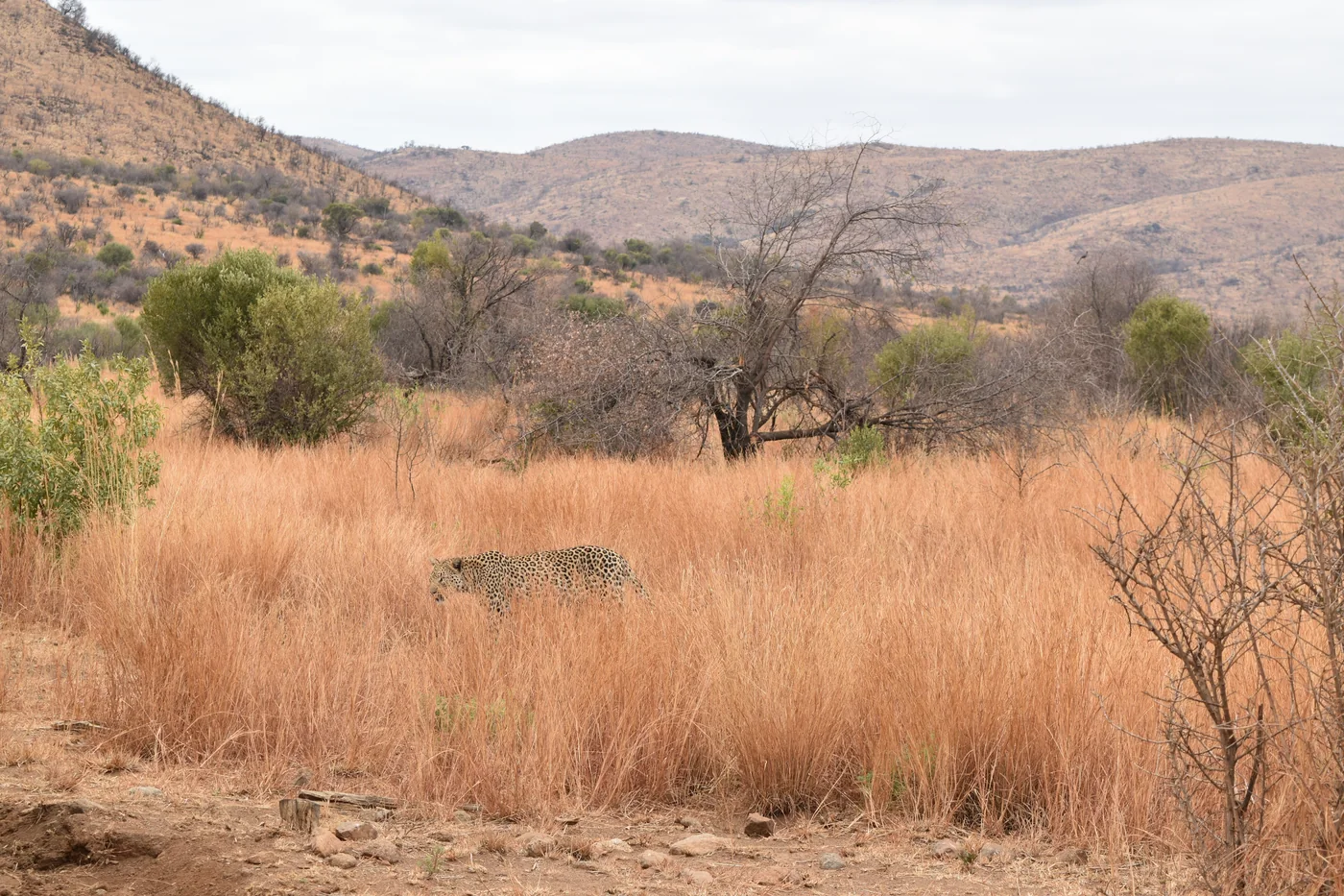A leopard moving through dry golden grass in South African bushveld