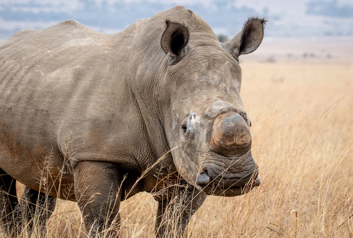 A white rhinoceros close up in dry Karoo-style grassland